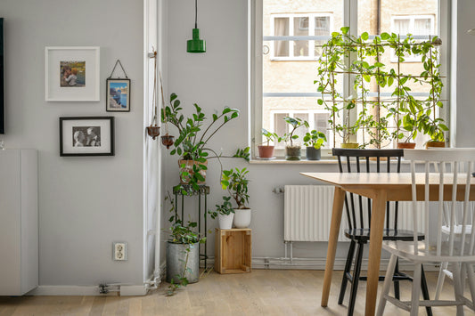 Eco-Friendly Organizing: Sustainable Ways to Simplify Your Home