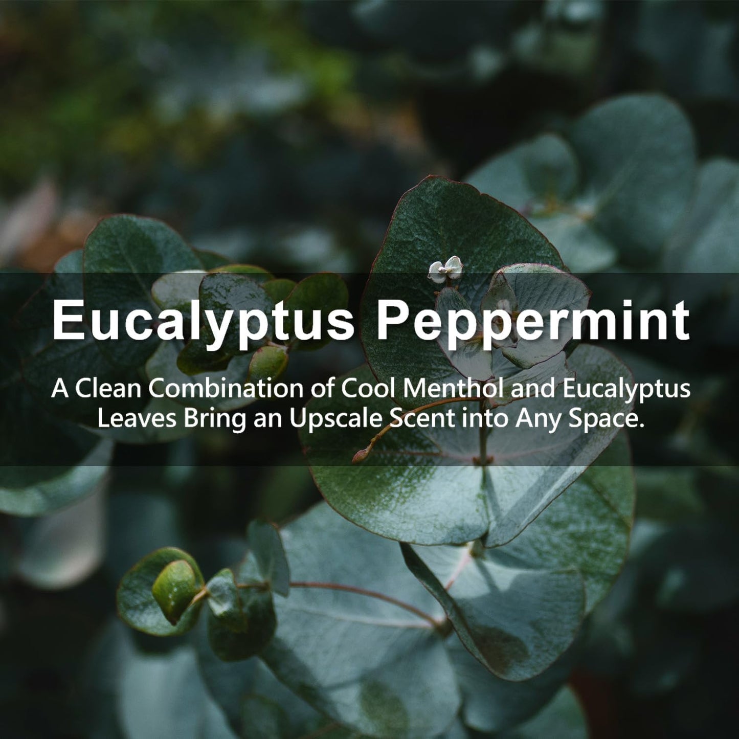 ROSE COTTAGE Large 12 Packs Eucalyptus Peppermint Hanging Closet Air Freshener Scented Sachets Long Lasting Smell Goods