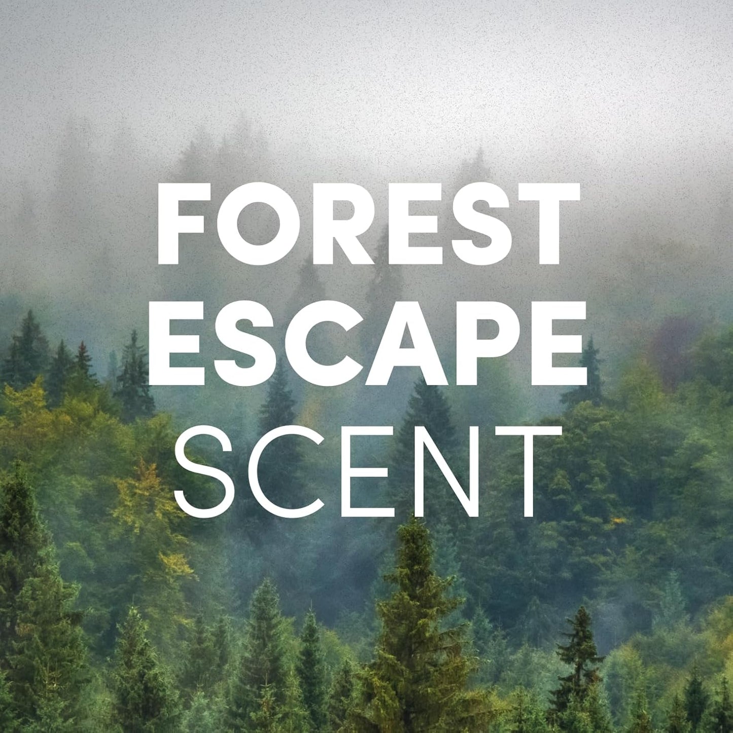 Clean Revolution Ready to Use Foaming Hand Soap| Three Pack | Jumbo 15oz Bottles | Gentle, Moisturizing & Eco-Friendly | Real Essential Oils | Forest Escape | 45 Total Fl Oz, Clear