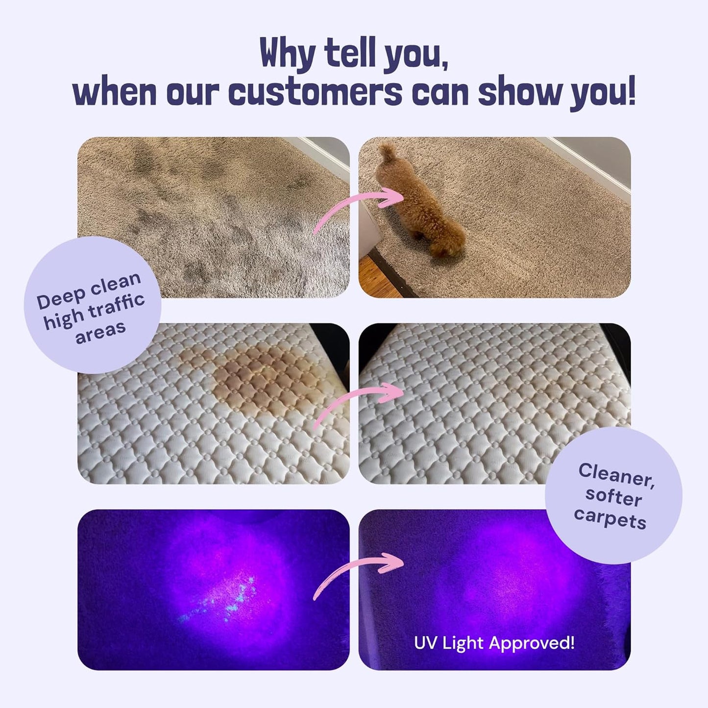 Sunny & Honey Carpet Cleaner Shampoo - 128 Fl Oz, Light Lavender Scent - Pet Stain Remover & Odor Eliminator - Rug Cleaner & Upholstery Cleaner Solution for Machine Use